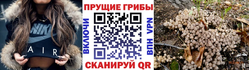 Псилоцибиновые грибы прущие грибы  Купить где  Реутов 